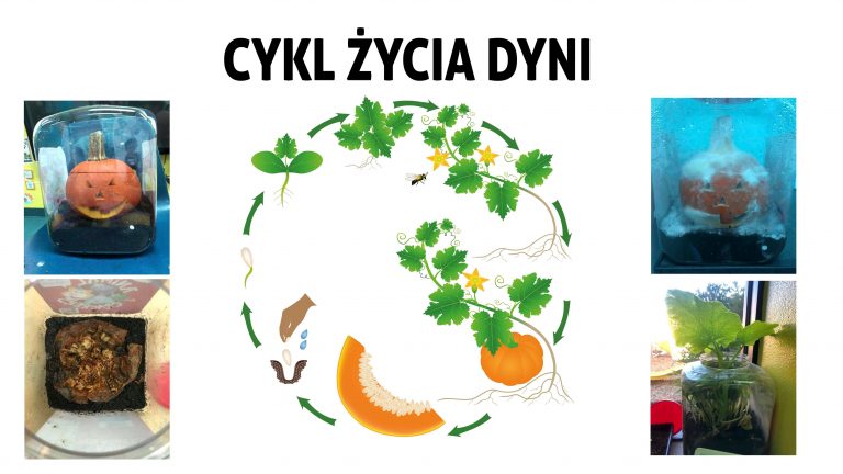 Plansza „Cykl życia dyni" ze zdjęciami doświadczenia i schematem etapów