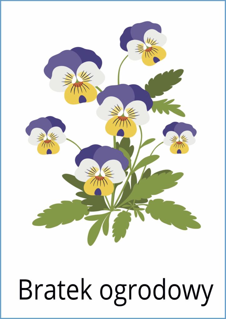 Wiosenne kwiaty karty demonstracyjne