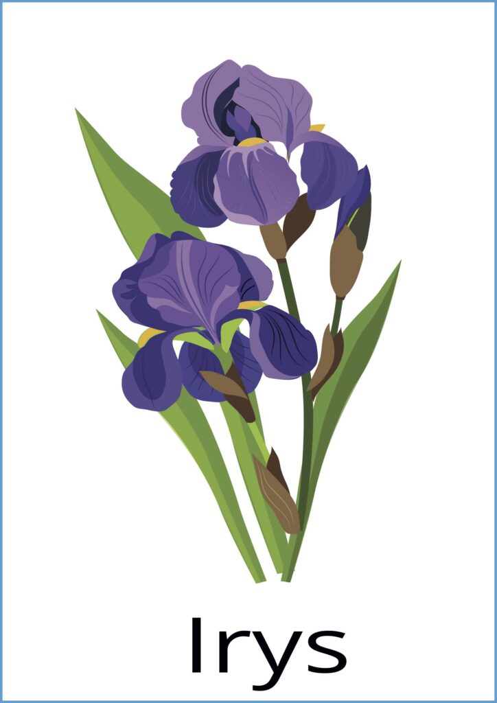 irys karta demonstracyjna