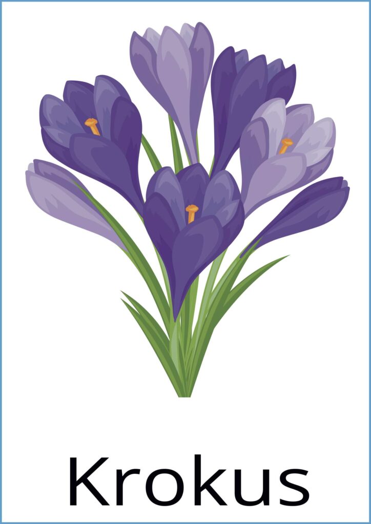 krokus